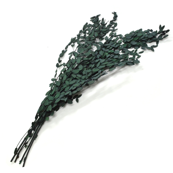 Buchet Eucalipt parvifolia 55cm verde